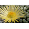 Fenestraria 'Fireworth' - Seed